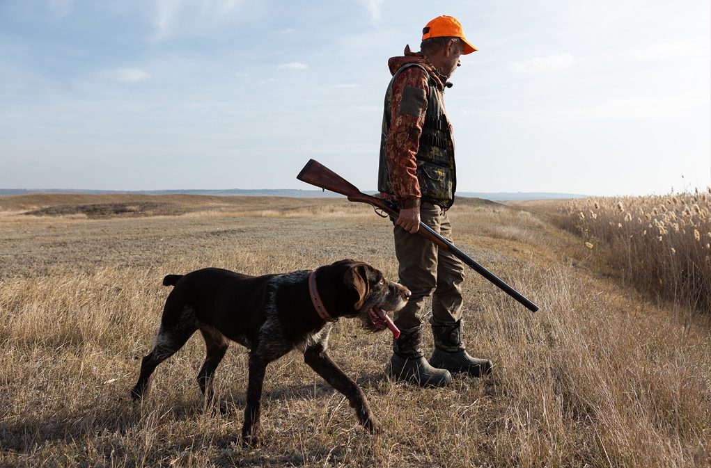 middle-aged-man-hunting-with-rifle-and-dog-in-field middle aged man hunting with rifle and dog in field